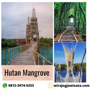 Hutan Mangrove Kulon Progo